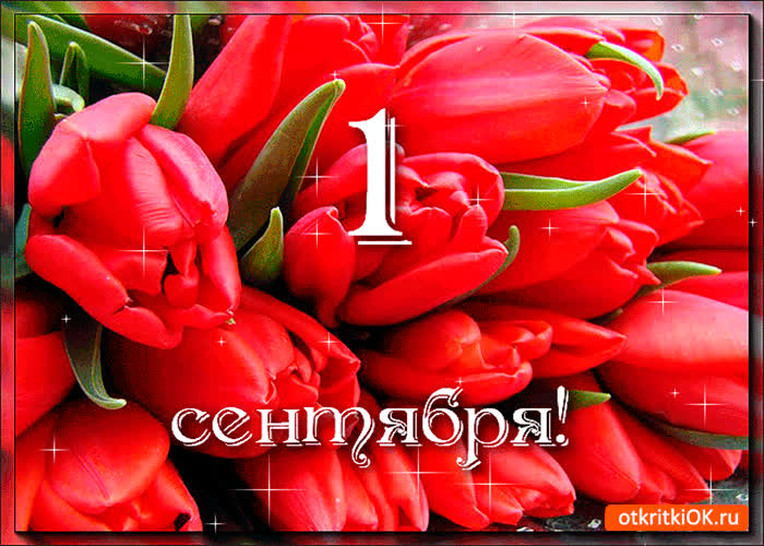 Картинка 1 сентября - дарю букет тюльпан!