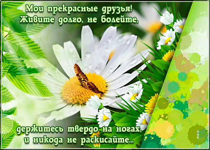 Картинка чудесные ромашки для моих друзей
