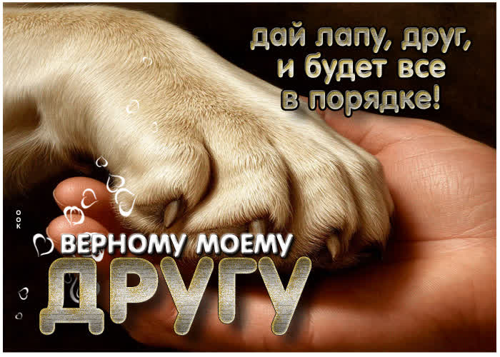 Picture дай лапу, друг, и будет все в порядке! верному моему другу