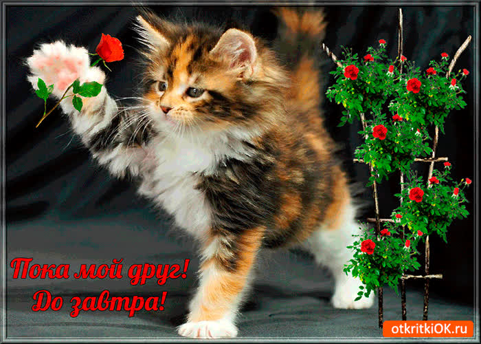Картинка до завтра мой друг