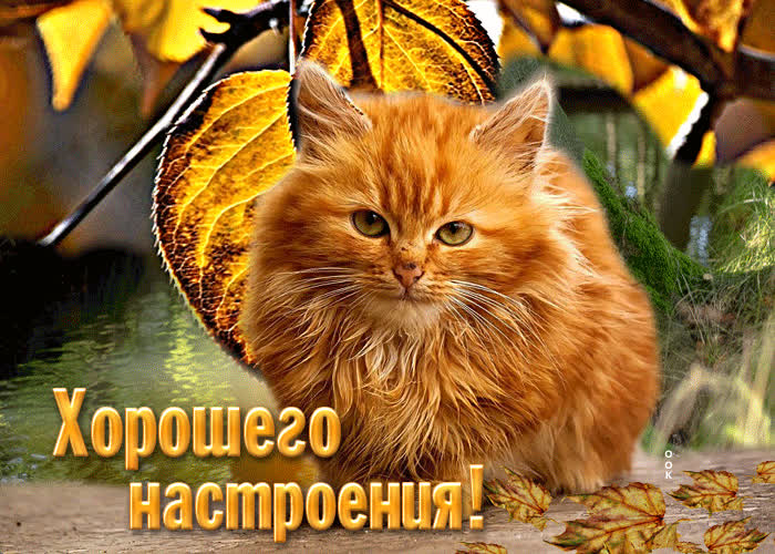 Picture добрая открытка хорошего настроения