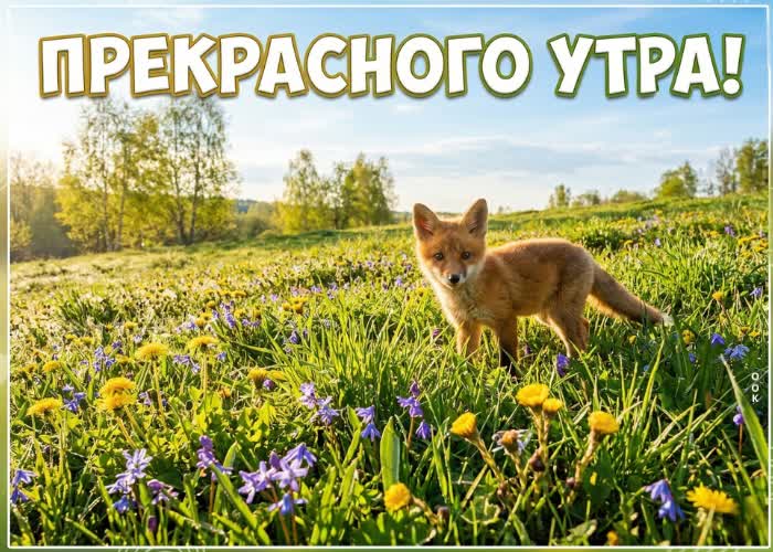 Postcard доброе утро! пусть день сложится именно так, как ты хочешь