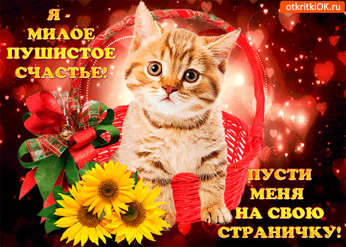Картинка я милое пушистое счастье