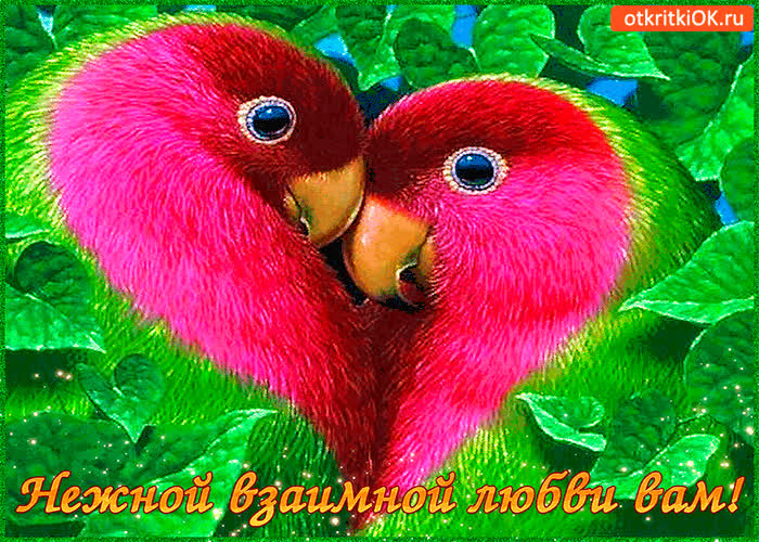 Картинка желаю нежной и взаимной любви