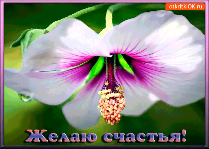 Картинка желаю цветущего счастья