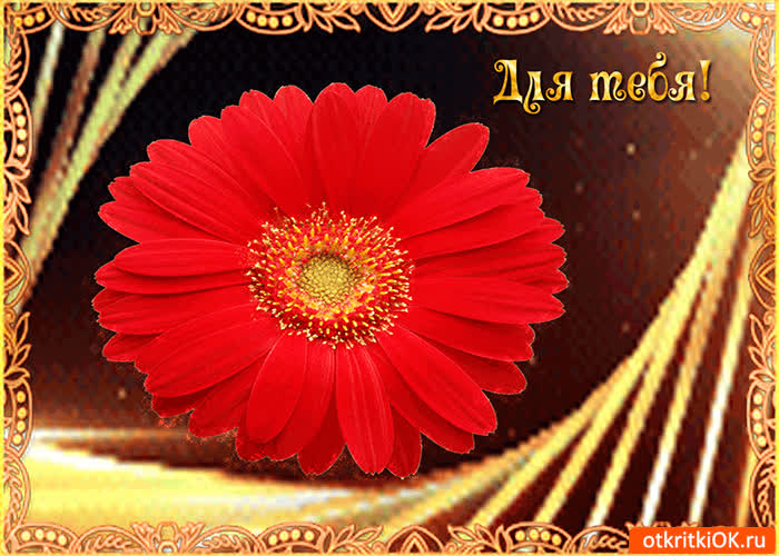 Картинка нежный цветок только для тебя