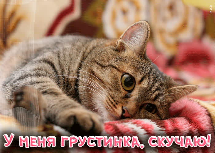 Picture нежная анимационная открытка у меня грустинка, скучаю!