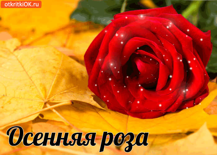 Картинка осенняя роза