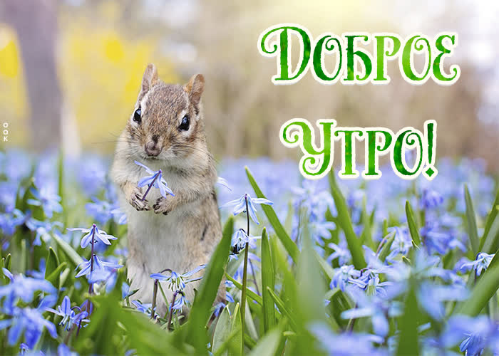 Открытка открытка доброе утро с природой