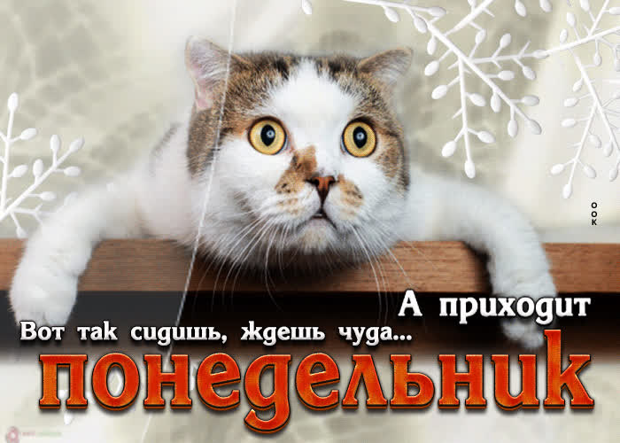 Postcard открытка вот так сидишь, ждешь чуда, а приходит понедельник