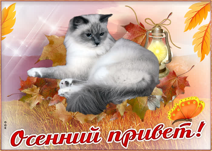 Картинка привет от души пожелаю
