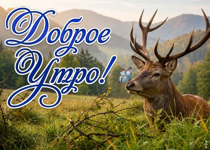 Postcard пусть это утро подарит тебе спокойствие