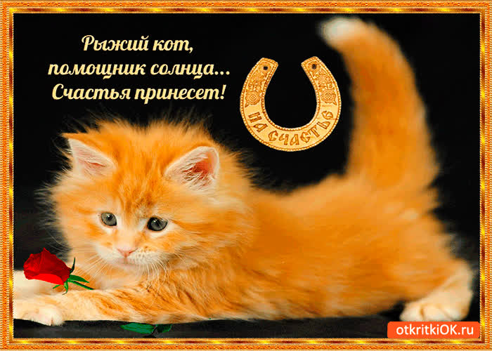 Картинка рыжий кот сегодня счастье принесёт