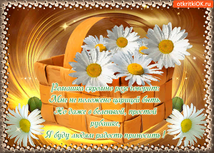 Картинка ромашка скромно розе говорит