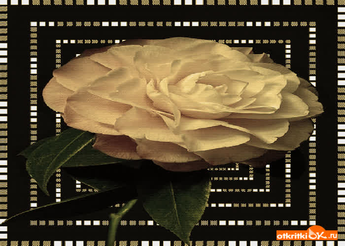 Картинка роза gif анимация