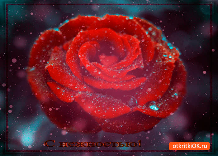 Картинка с нежностью цветок