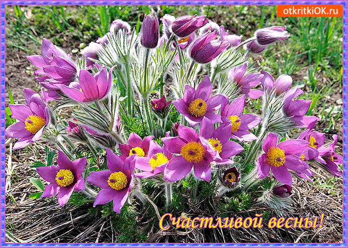 Картинка счастливой и цветущей весны