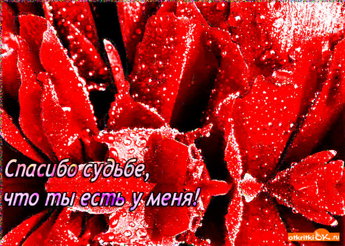Картинка спасибо судьбе что ты есть у меня