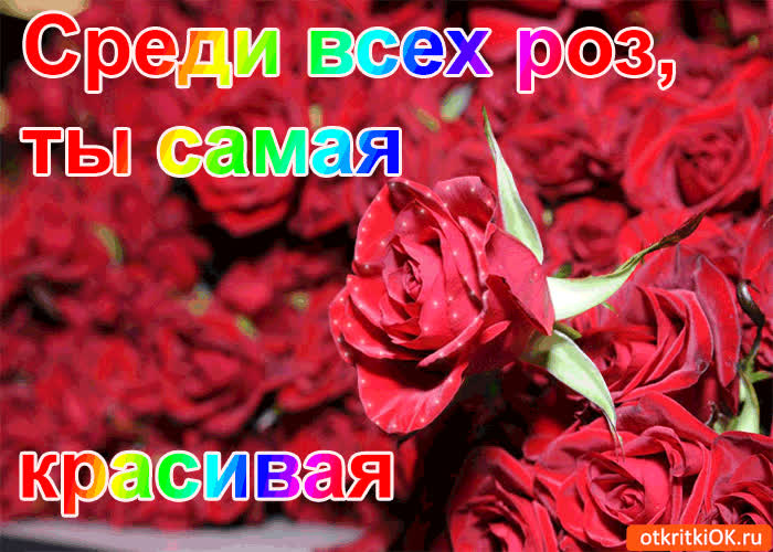 Картинка среди всех роз, ты самая красивая!