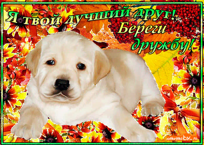 Картинка я твой лучший друг