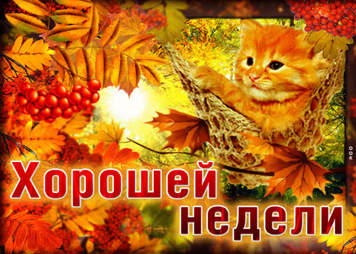 Postcard замечательная открытка с котиком хорошей недели